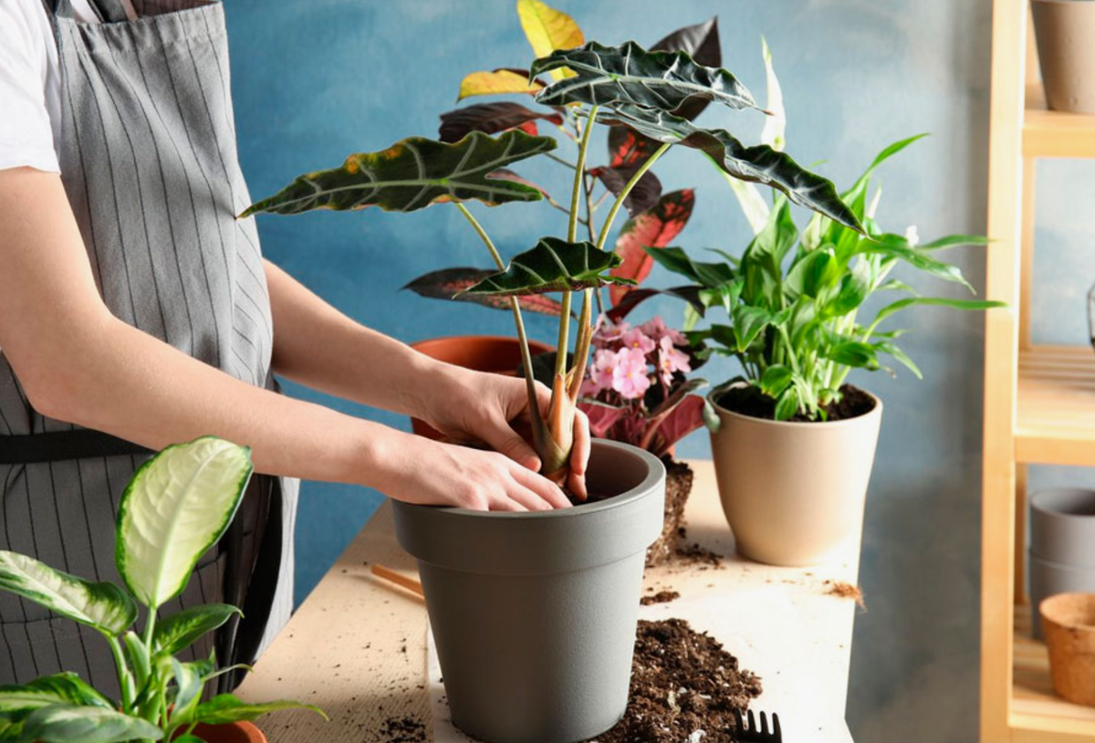 Источник фото: gorodvitebsk.by