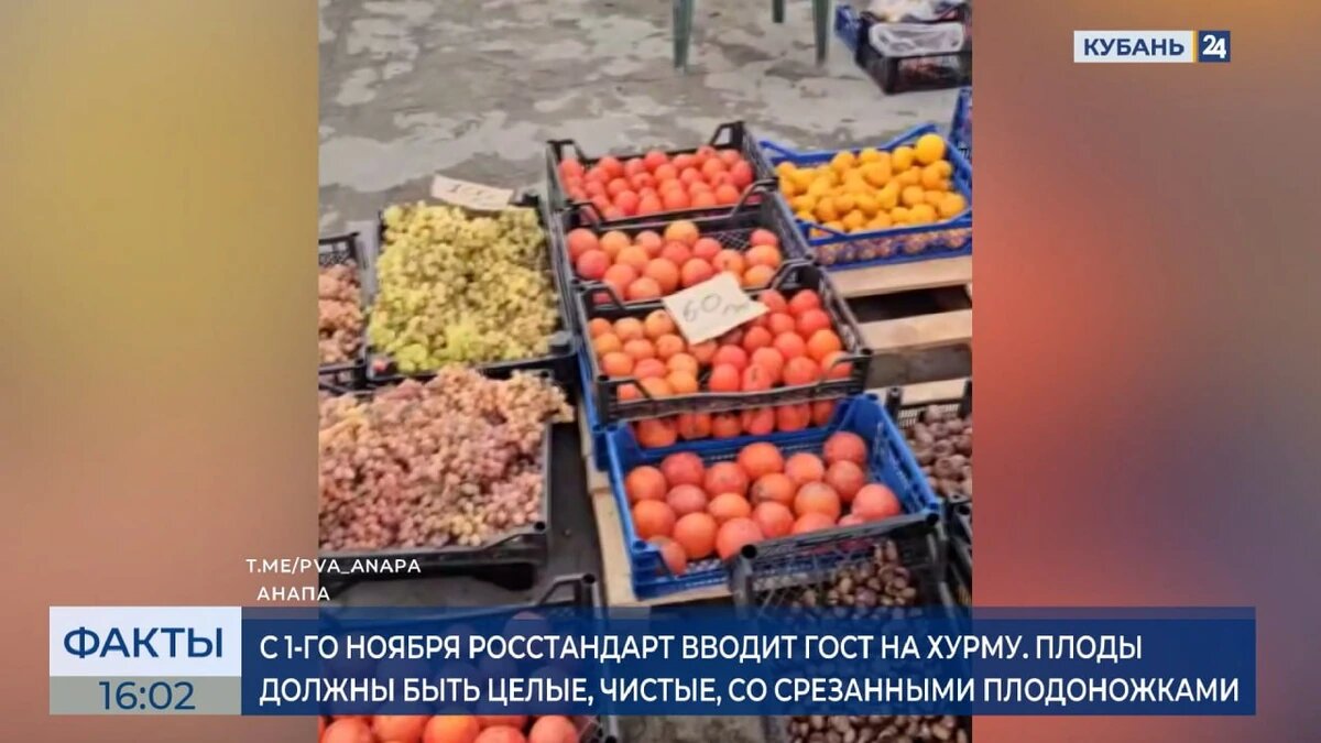    Скриншот видео телеканала «Кубань 24»