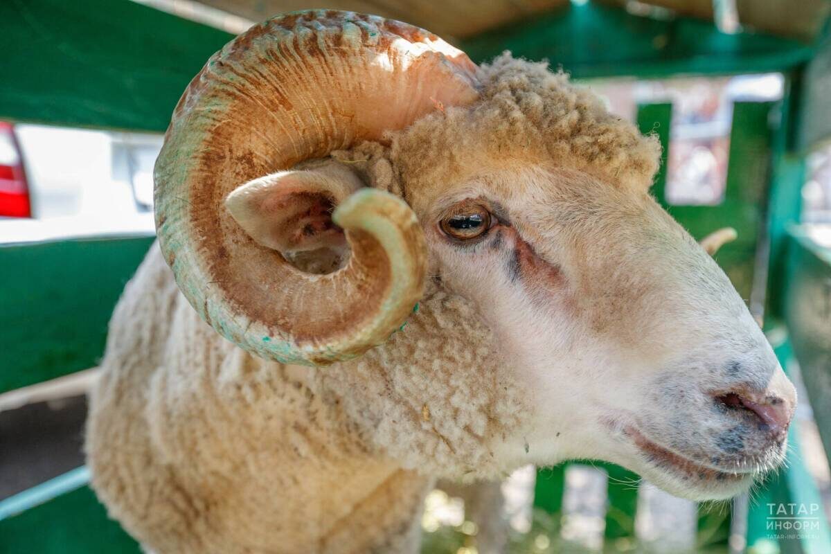 Владимир Васильев / «Татар-информ»