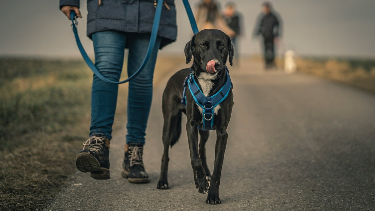    Контроль над собакой в общественном месте — базовая обязанность владельца с точки зрения закона