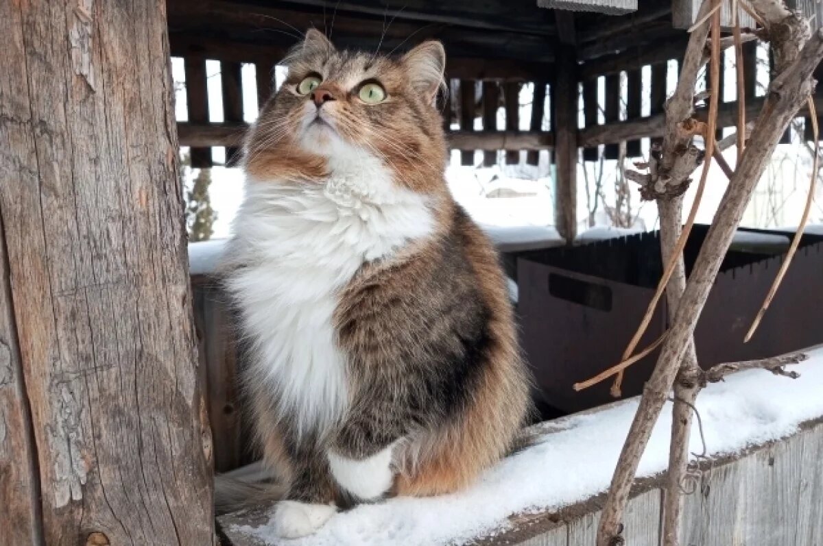    Ветеринар рассказал, как правильно заботиться о здоровье кошки