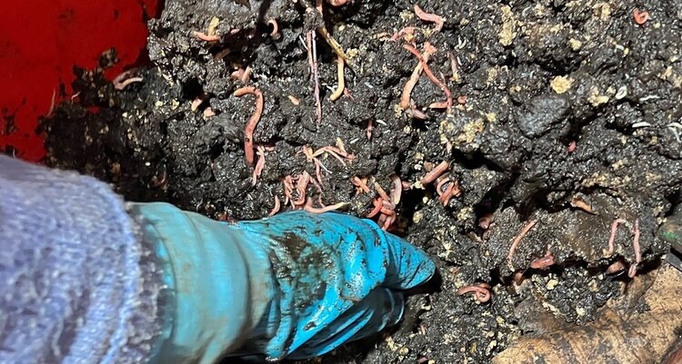    Фото: Россельхозцентр по Тверской области