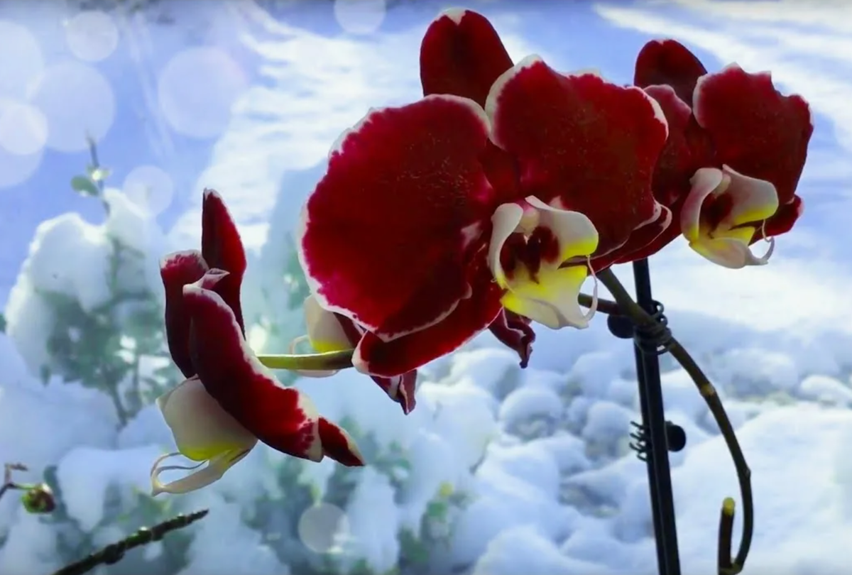 Источник фото: youtube.com