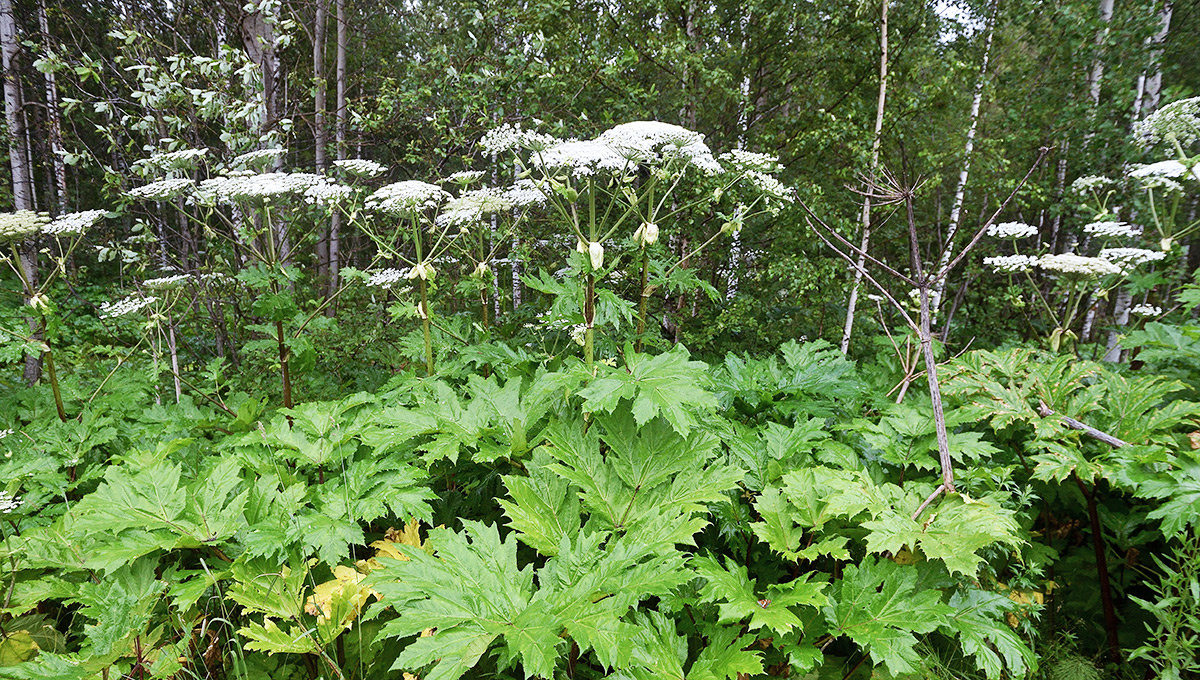    © Константин Долгановский