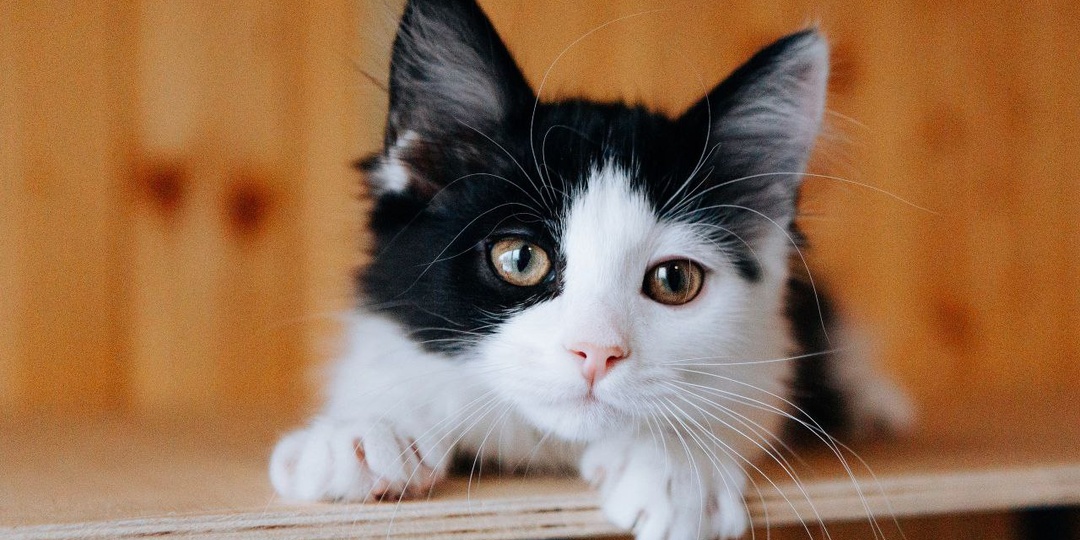 Три сладких ангелочка в поисках самых любящих хозяев