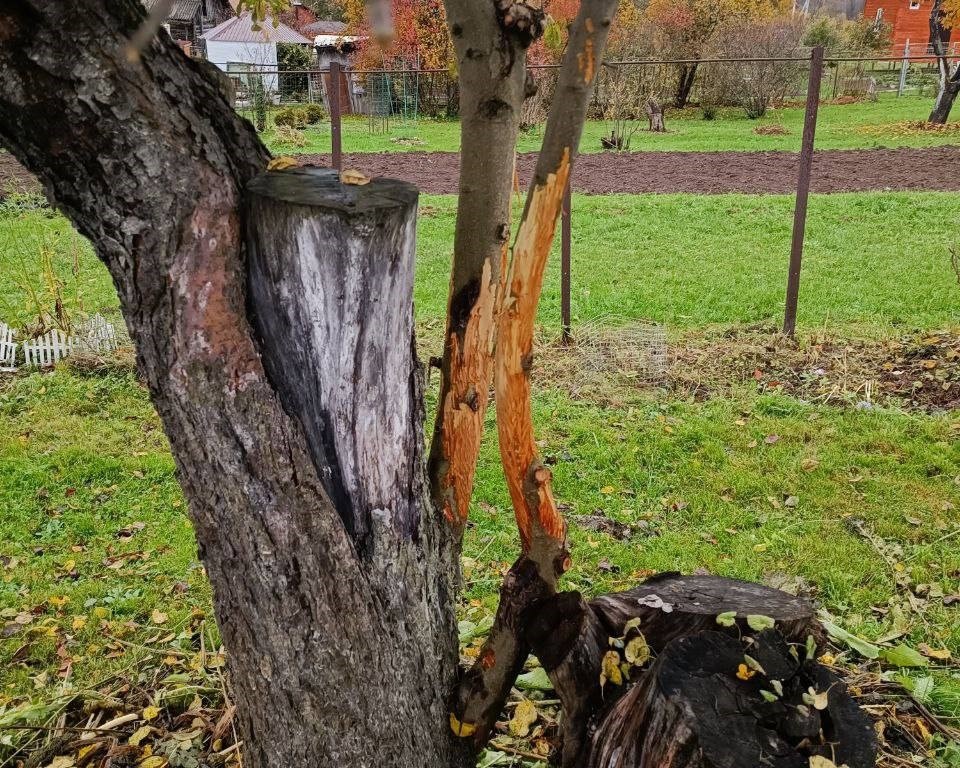 фото из чата Дачный агроном