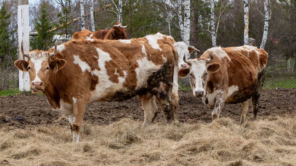 Фото: Егор Снетков / Коммерсантъ