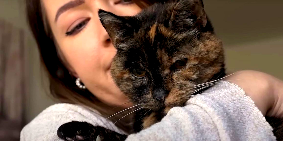 Котёнок, найденный на улице, дожил до 30 лет и сменил несколько хозяев: как он стал долгожителем