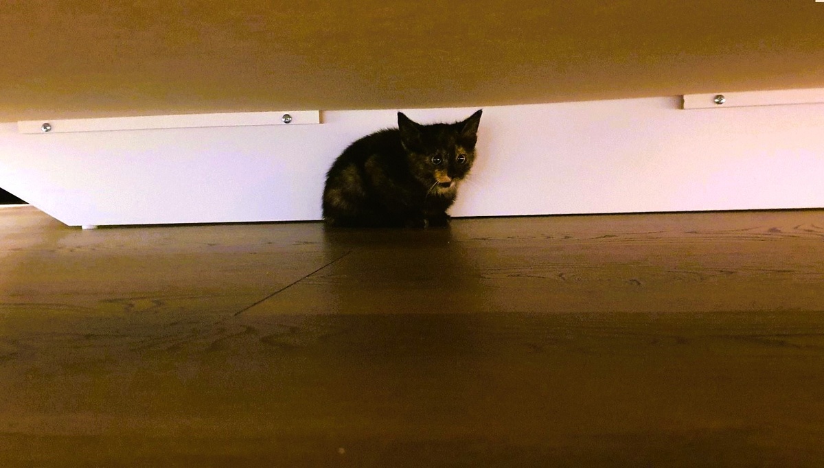 Фотоиллюстрация: примерно такой была Флосси когда ей посчастливилось найти дом