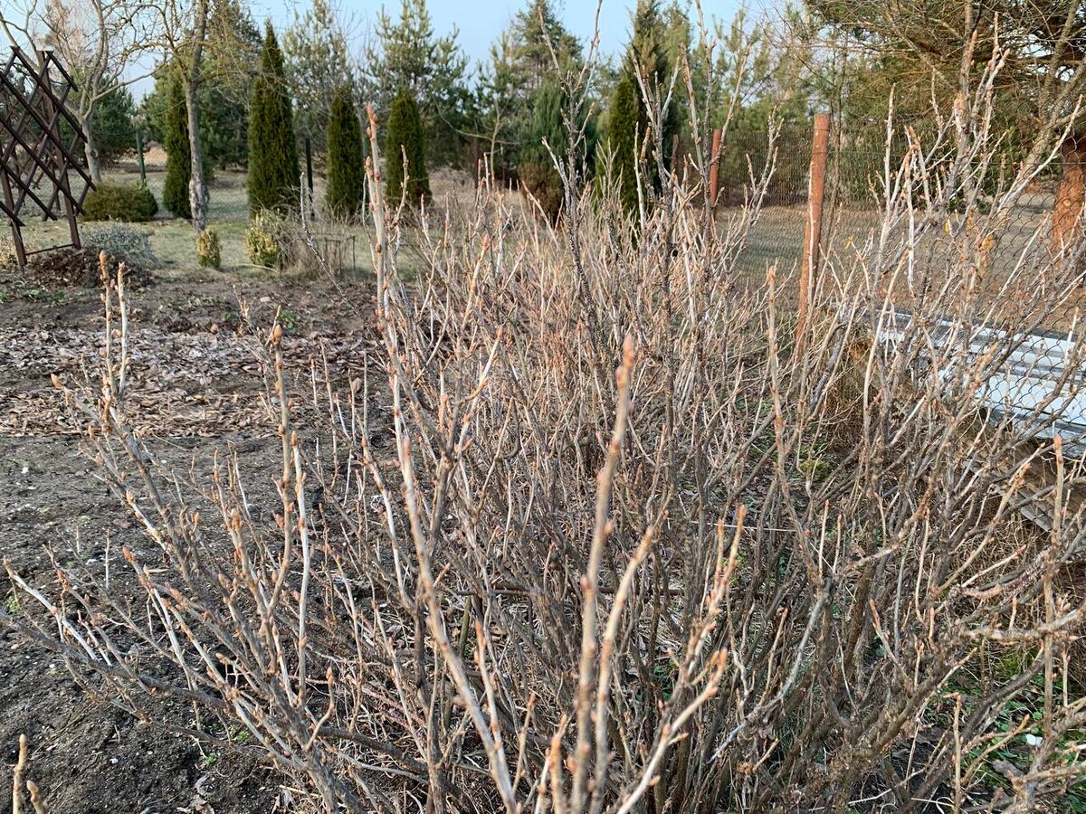 Смородина скоро распустится. 11.03.26. Беларусь. Фото автора