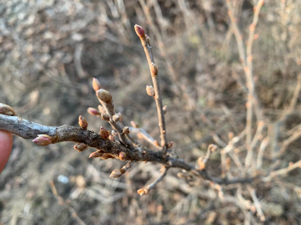 Смородина. Флото автора 