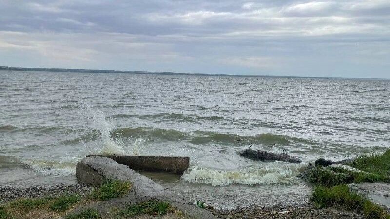    Ученые придумали, как омолаживать ростовчан с помощью медуз из Азовского моря   rostovgazeta.ru