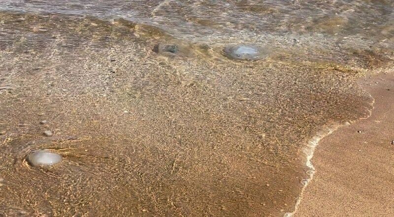    Ученые предлагали употреблять медуз в пищу, публикую рецепты приготовления из них супа и конфет    rostovgazeta.ru