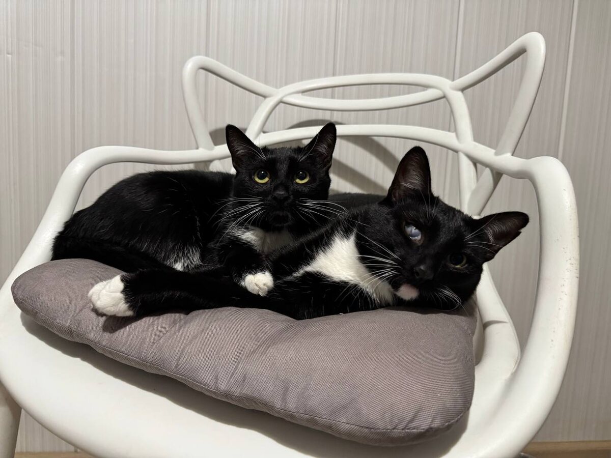 Рамона и Симона