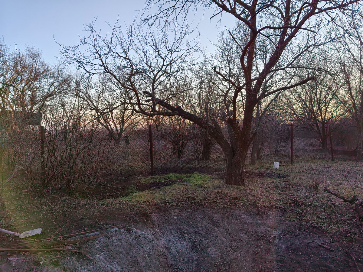 Абрикос, у которого спиливал ветку. Видно свежи спил. От него шла почти гороизонтально ветка и доходила почти до края кадра слева — длинная. В ней был разлом примерно на метр в длину.