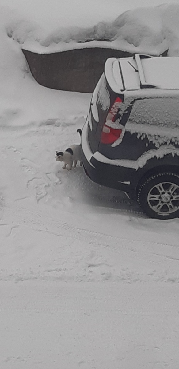 Работы весной - хоть в шапке спи, уморился весь! Того и гляди - хвост переломится, ттт...мысль материальна..