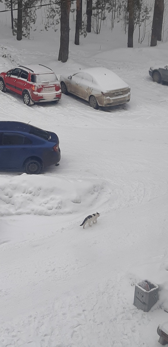Так! Перетакивать не будем. Эти я не трогаю, это автопарк чёрного, но вот та крайняя - моя, вчера дрался за неё, надо бампер перепроверить и трубу-вонючку сзади