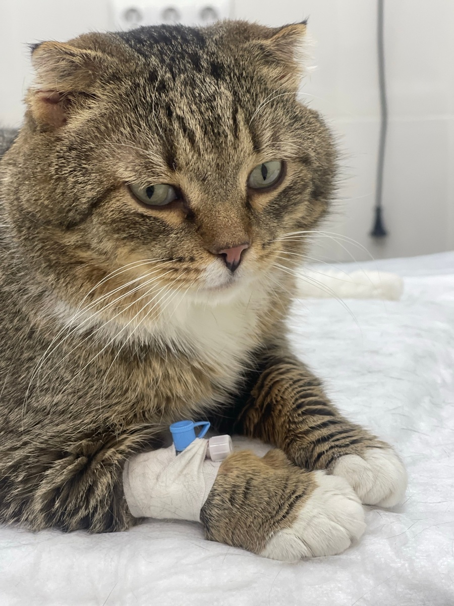 Вася в ветклинике