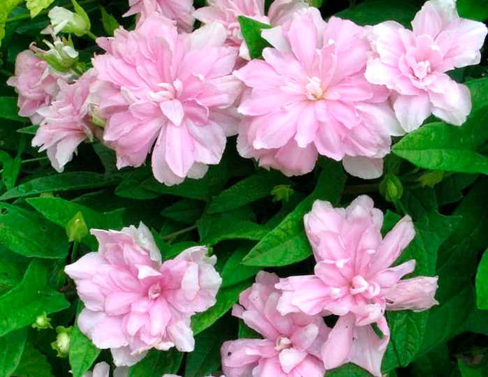 Калистегия махровая