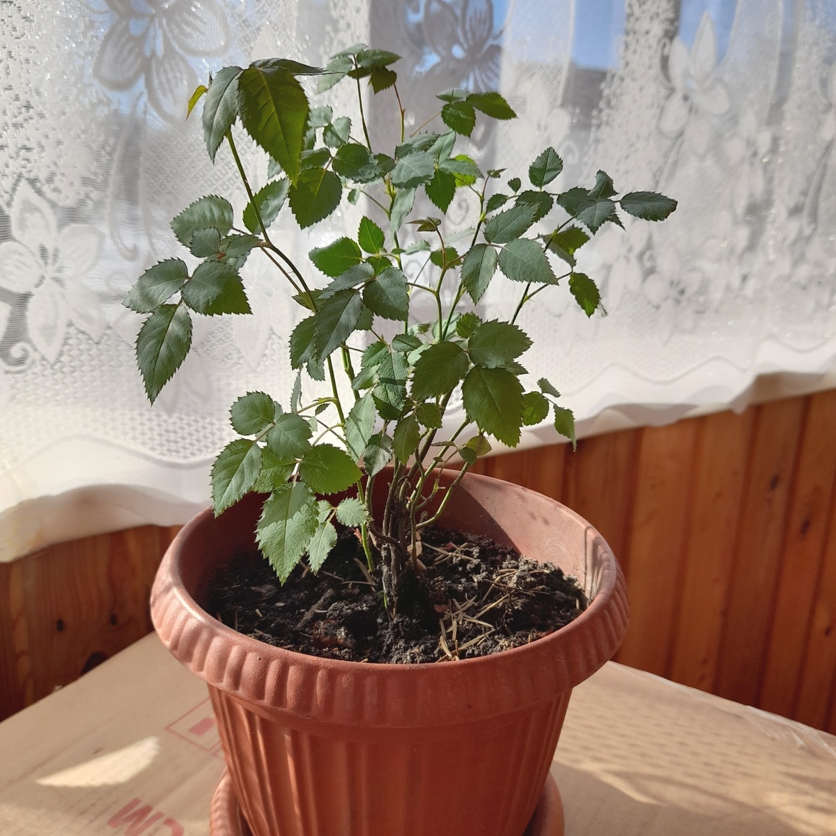 В мае она отправится на огородный "курорт", чтобы провести там летний сезон