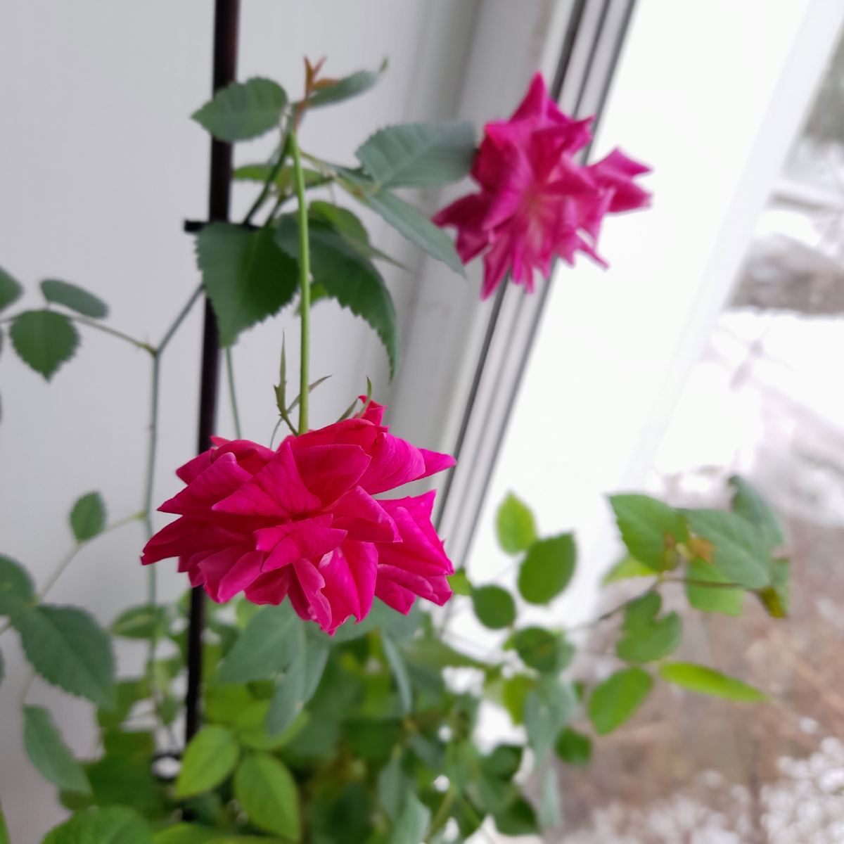 Так она цвела в прошлом году на подоконнике