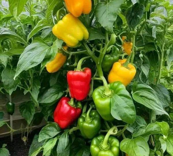 Надёжная десятка: сорта перца, которые не подводят даже в плохое лето