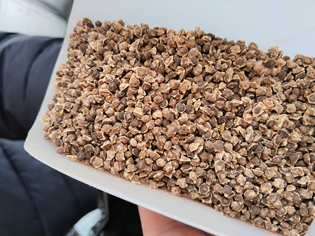 Из Франции в Тверь поступило 18 тонн семян сахарной свёклы