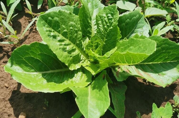 Когда сажать капусту на рассаду: ранняя, средняя и поздняя