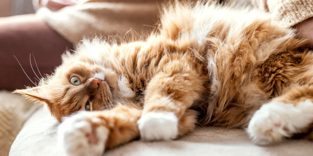 Почему кошка носится по квартире как демон — научное объяснение «ночного тыгыдыка»