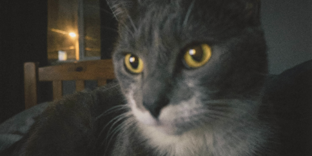 Завела кота для уюта - лишилась сна. Часть 1