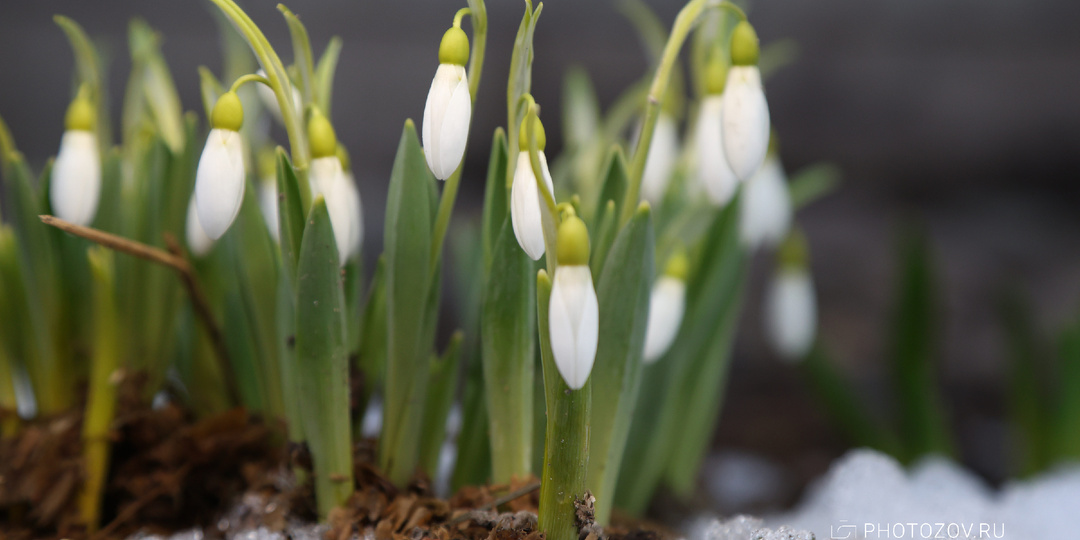Подснежники в Летнем саду