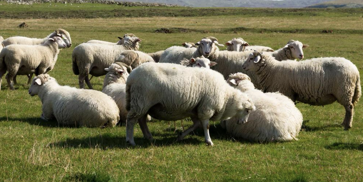    Фото сгенерировано ИИ