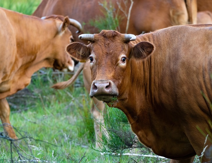 Фото: AdobeStock