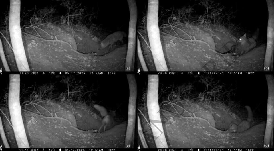   Rudy Brogi et al. / Current Zoology, 2026