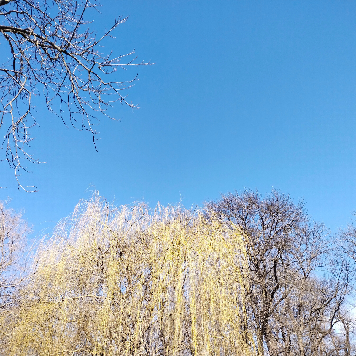 Небо - синее, ивушка - почти зелёная!