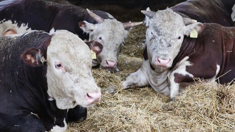      Фото: ИА «Победа26»