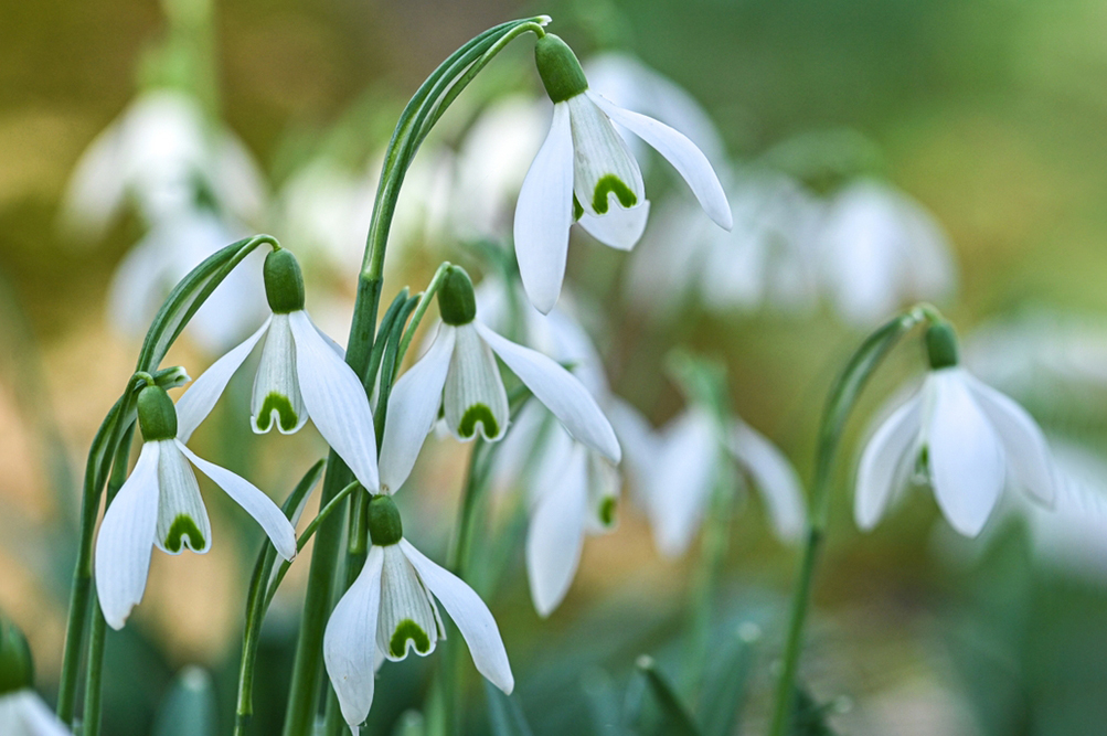 Так выглядит подснежник. Фото: James Nature Pics/Shutterstock/FOTODOM