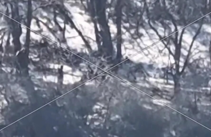    Удар по ВСУ в лесу в Харьковской области. Фото: кадр видео