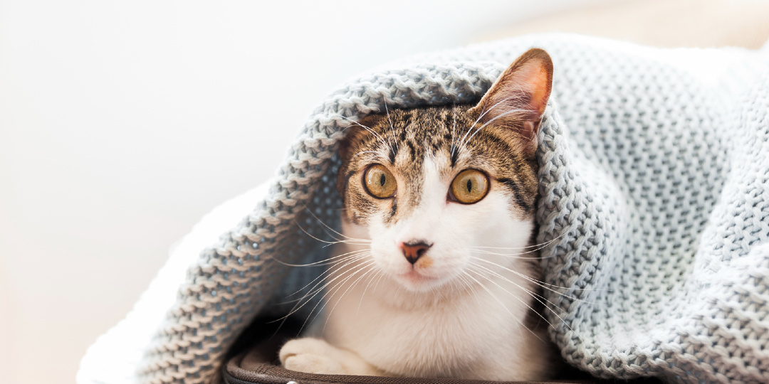 Кошка стала слишком ласковой или наоборот агрессивной — что это значит