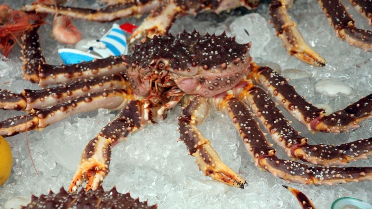    Итоги дня: пока Ростовская область отбивалась от дронов, Котенок Гав судился с ИП   1MI