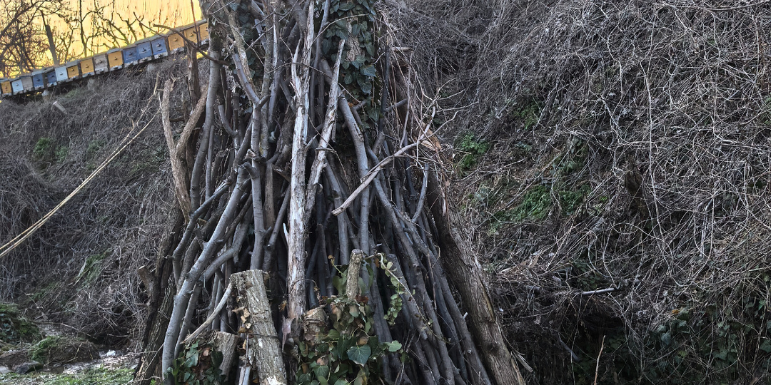 Фитотерапия и калкан