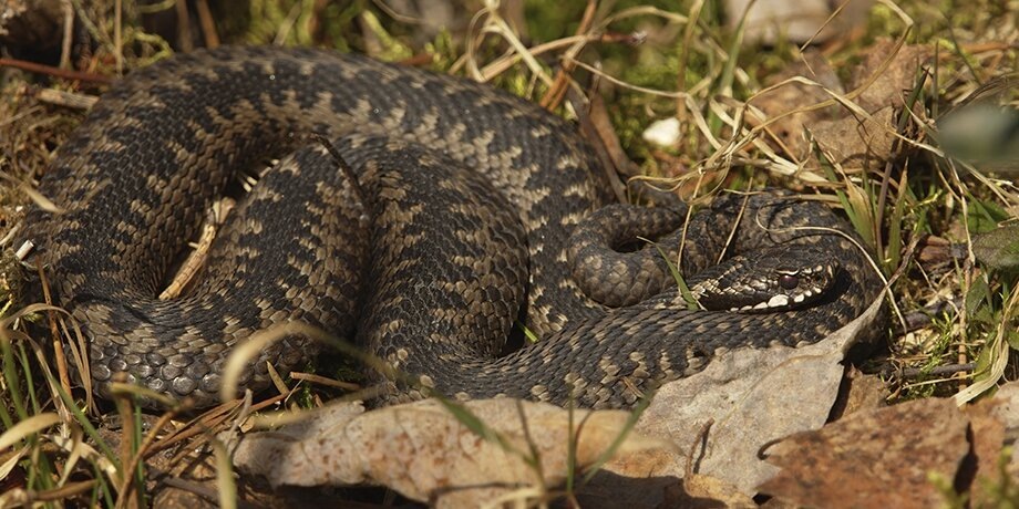    Фото: 123RF.com/henkkal