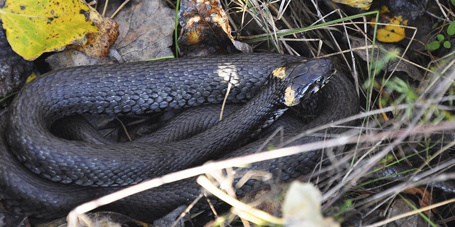    Фото: 123RF.com/sushytska