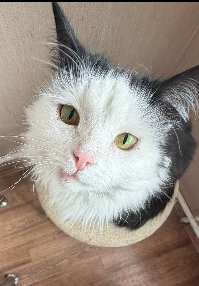 Лизица наша. Фото Ксюши. Мы за кляксу уже всё решили. Думаю, она не против жить у нас. 