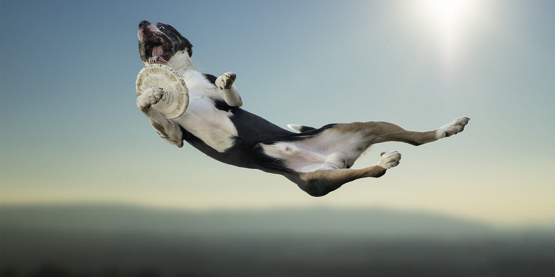 Осторожно: эти фотографии собак невозможно смотреть без улыбки