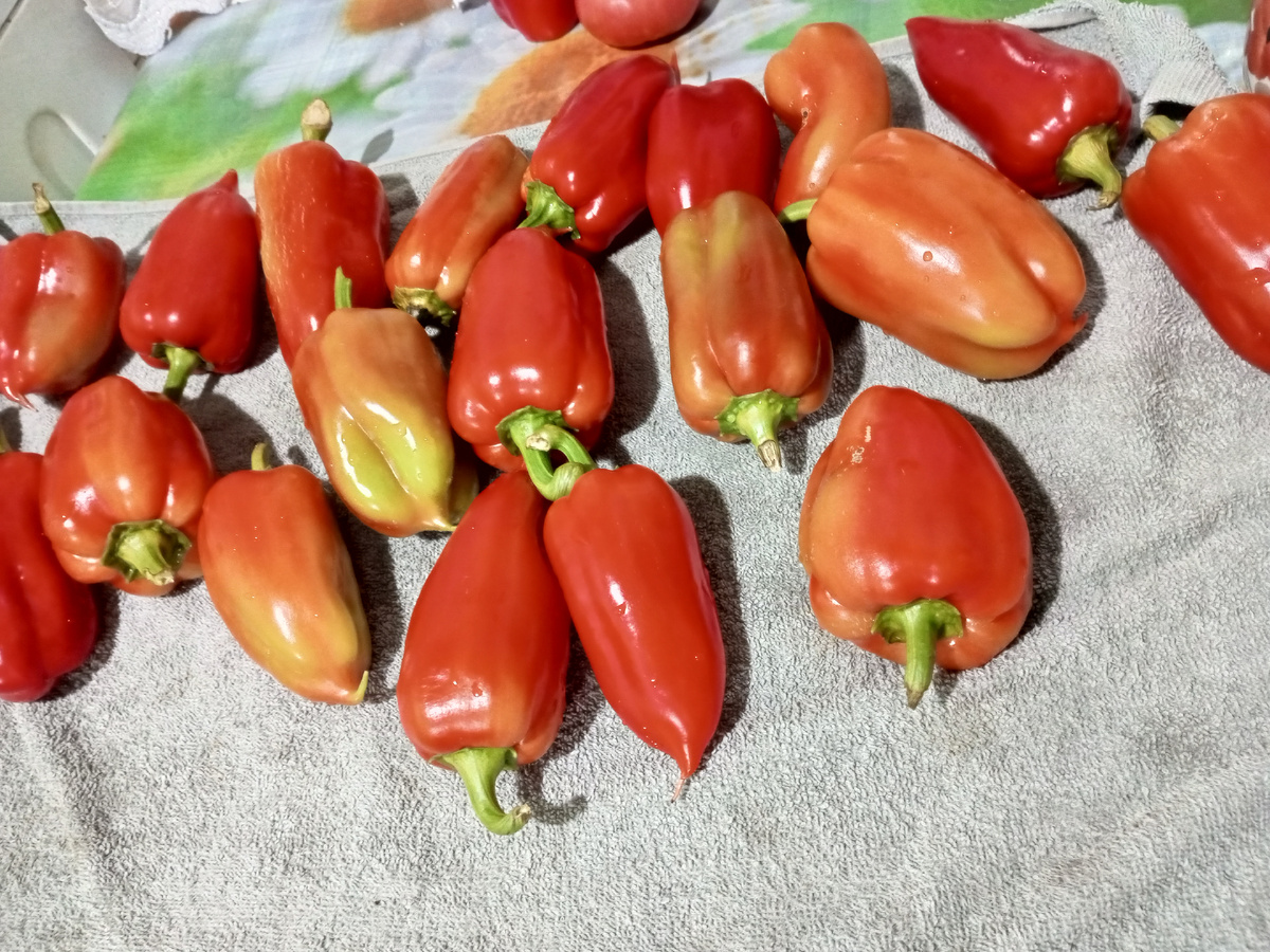 Первый снятый урожай