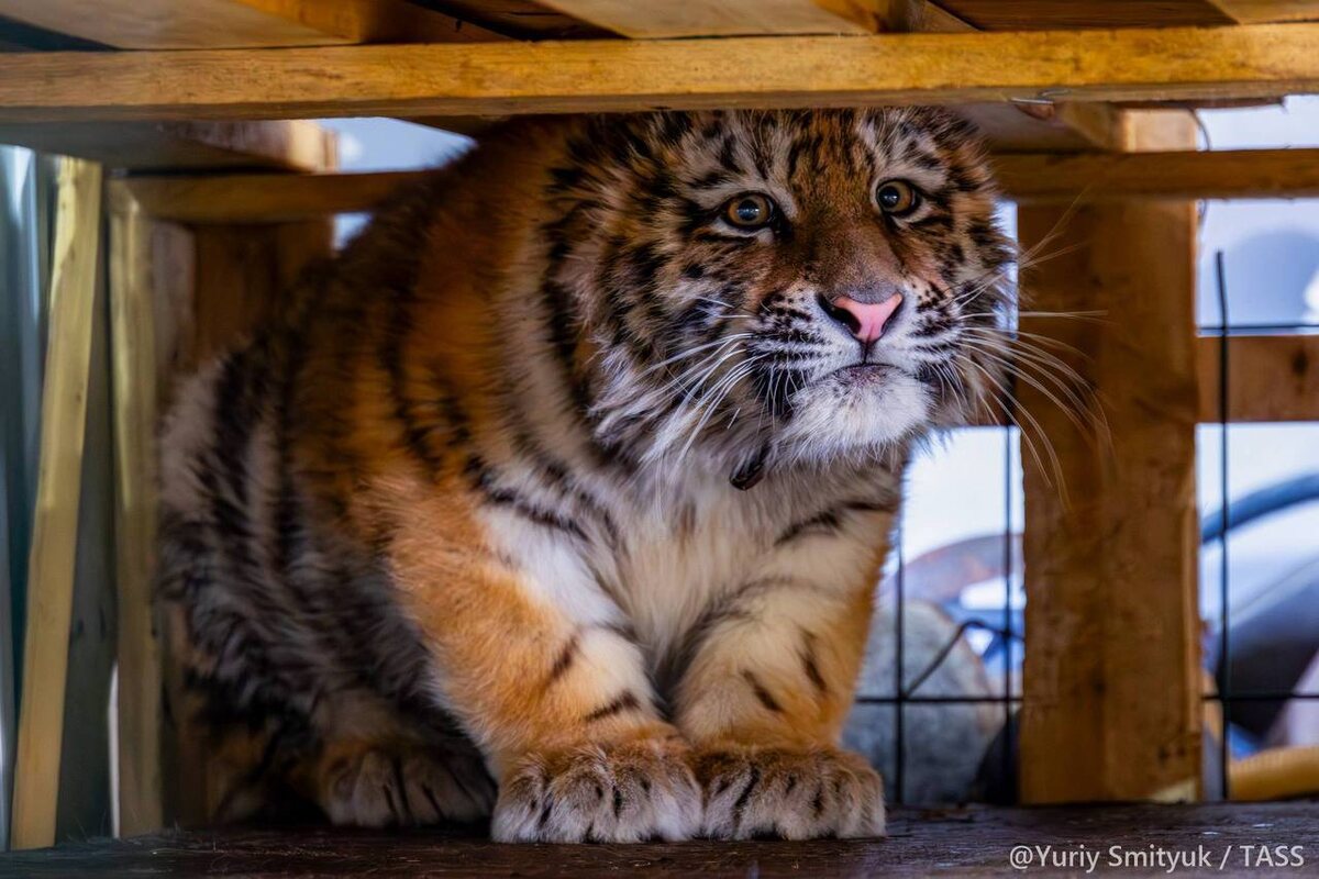 📷 Фото: Юрий Смитюк 