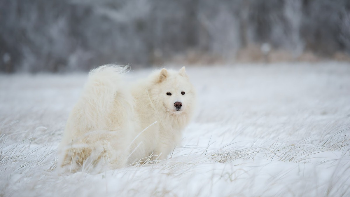    Самоедская собака — одна из древнейших пород, генетически близкая к волкам