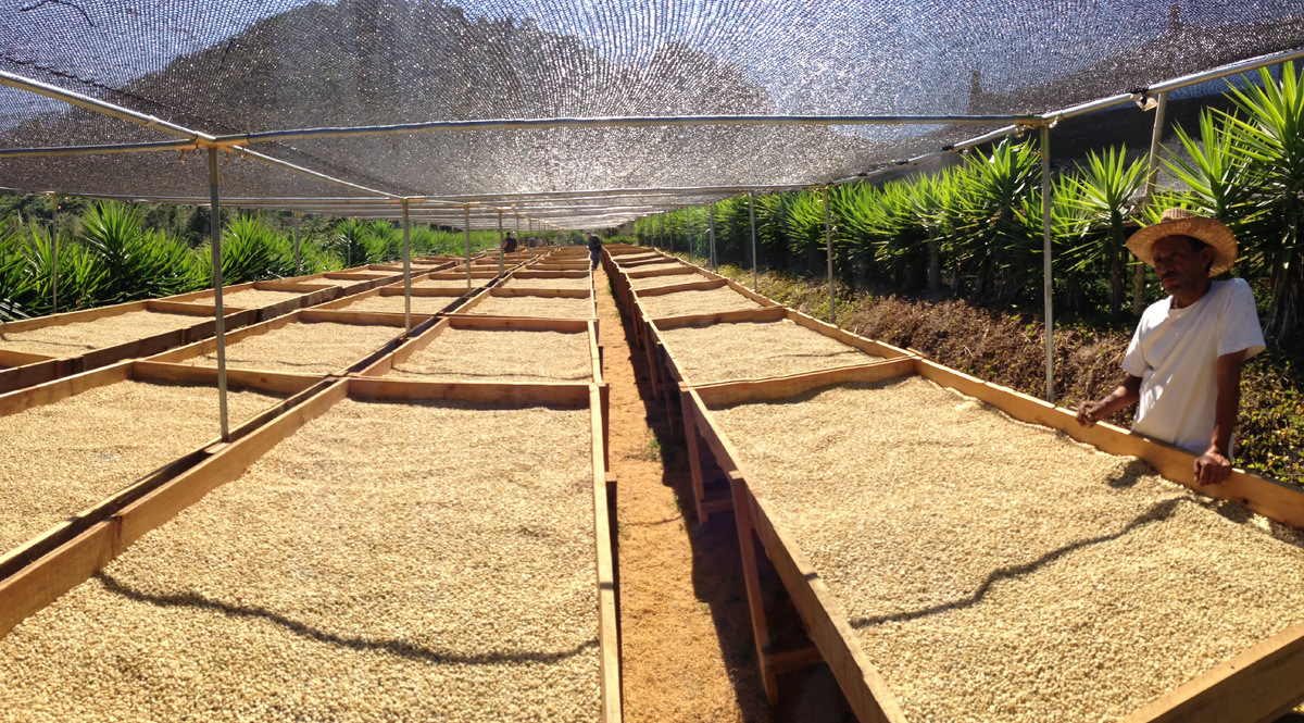 Сушка зёрен на африканских кроватях