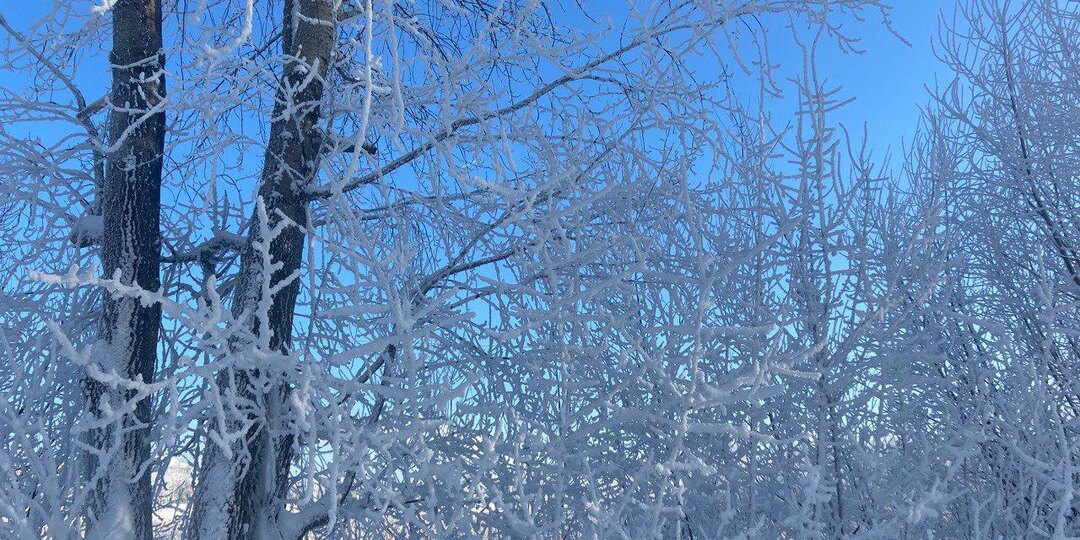 В Тверской области на сельхозземлях вырос лес